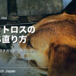 ペットロスの立ち直り方｜つらい悲しみと向き合う具体的な方法