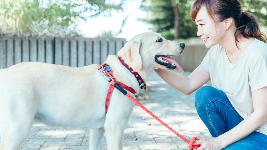老犬・老猫の介護のはじめ方｜今日からできる暮らしの工夫