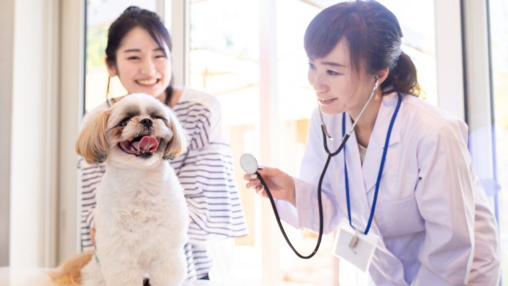 老犬・老猫が食べない|原因と食事の工夫