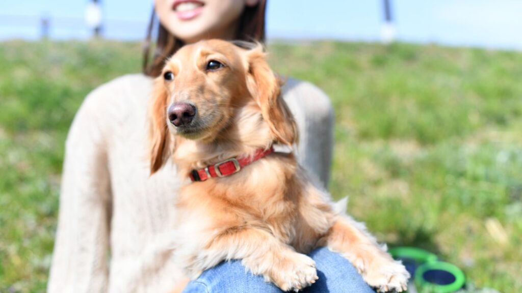 犬・猫はいつからシニア?年齢の目安とシニア期のサイン